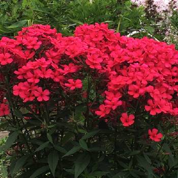 Флокс Phlox paniculata ‘Early Red’